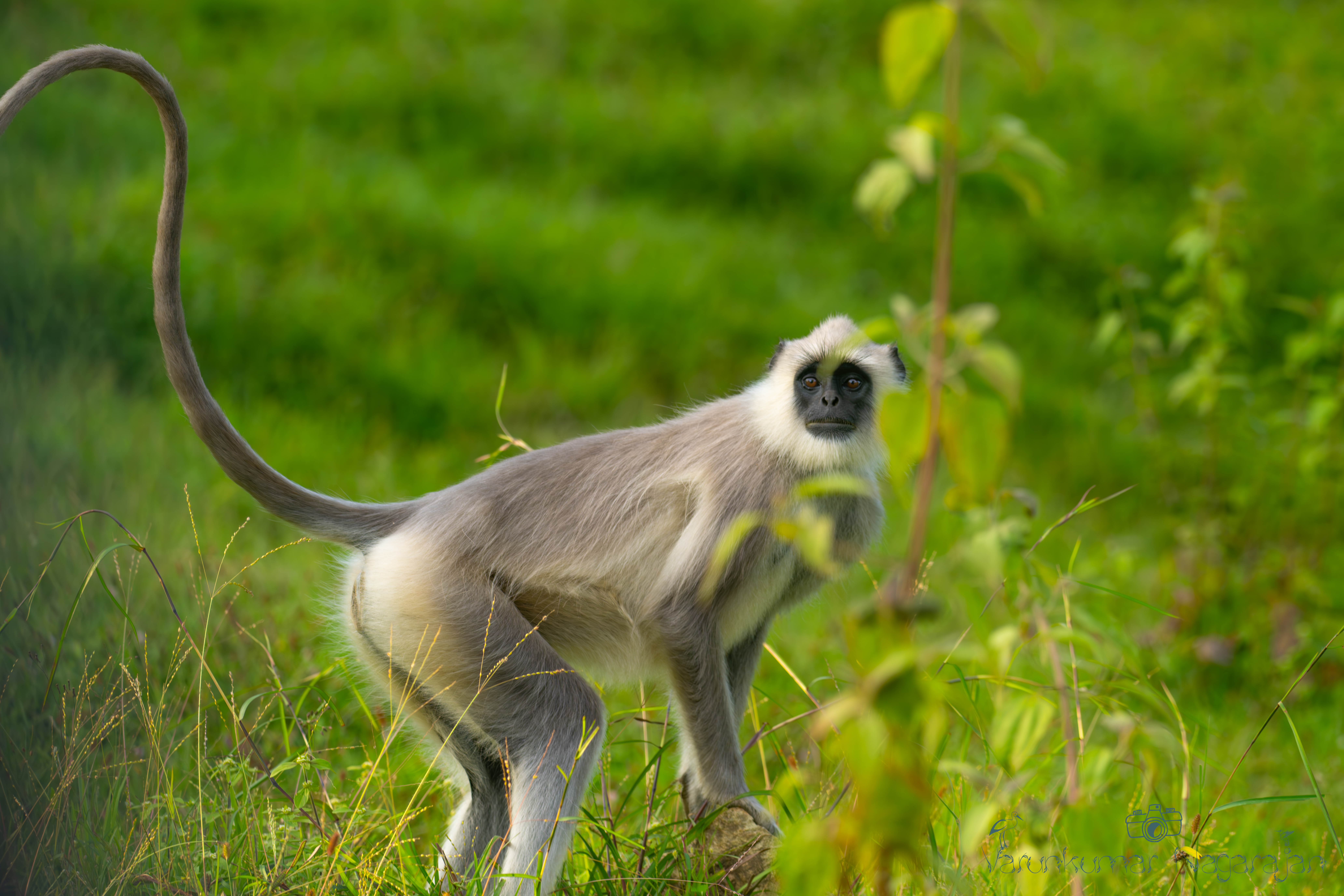 Grey Langur